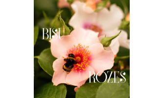 Kāpēc izvēlēties bitēm draudzīgas rozes?